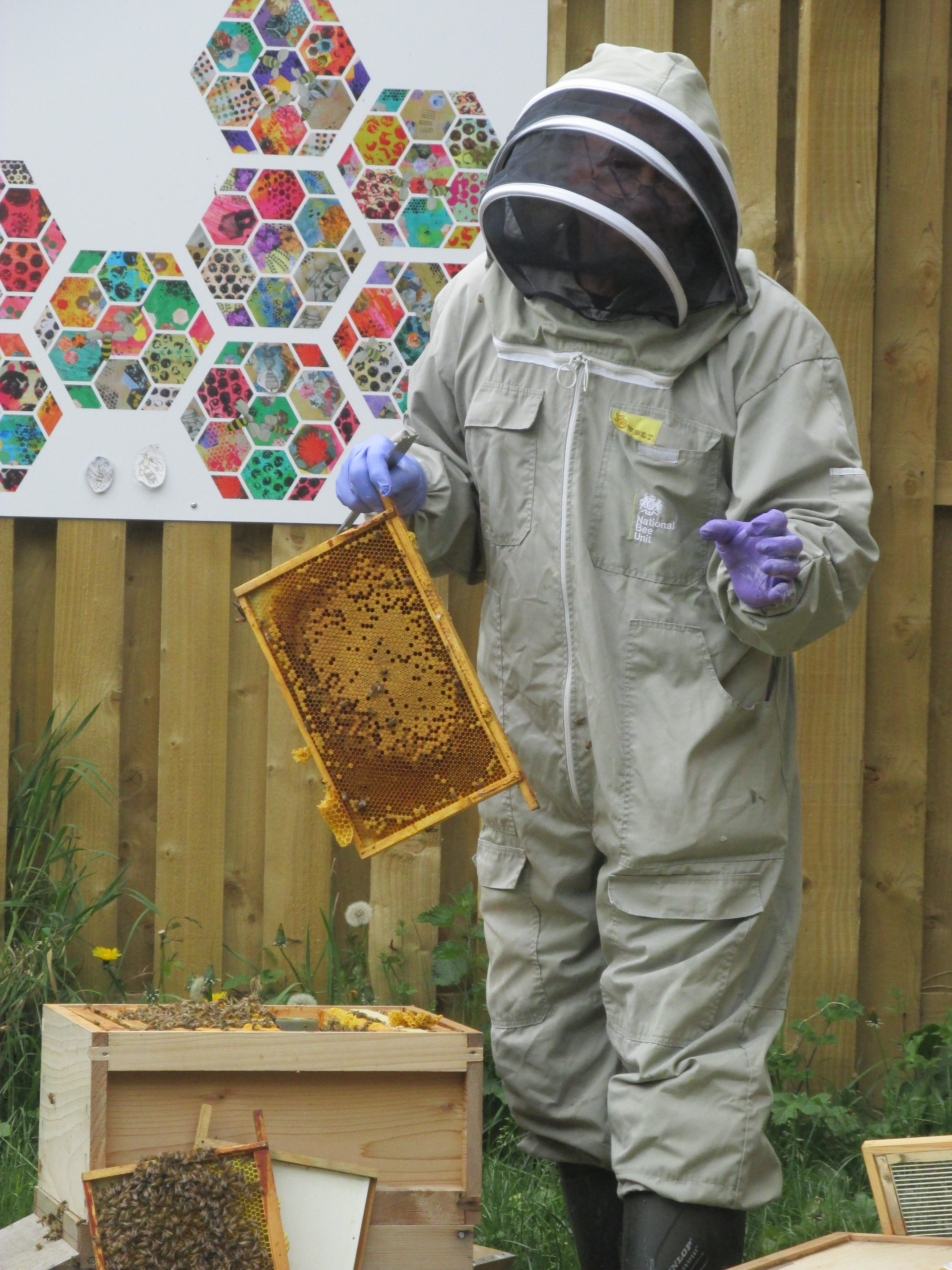 Bee Inspection Stannington Infant School