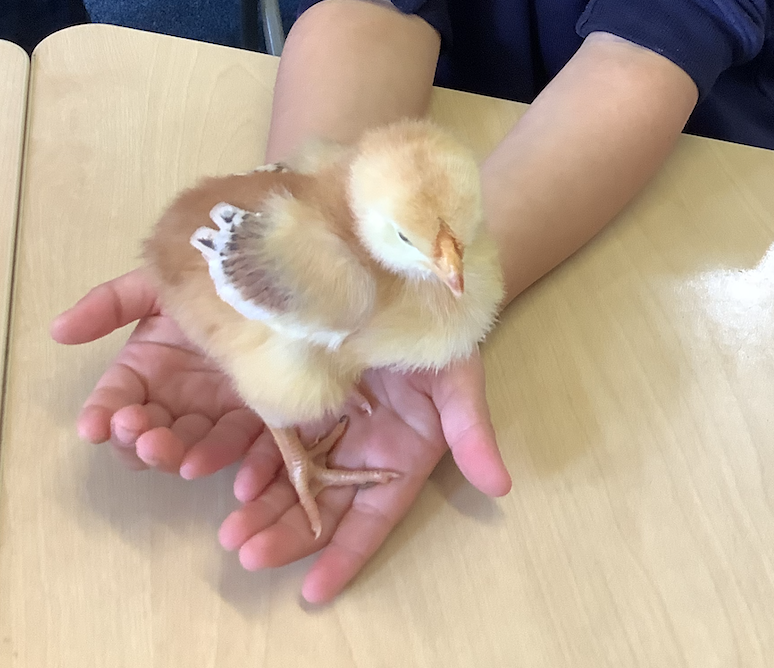 Our chicks have hatched!