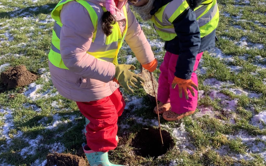 Whip tree planting at Loman Fields!