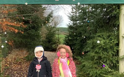Choosing our School Christmas Tree