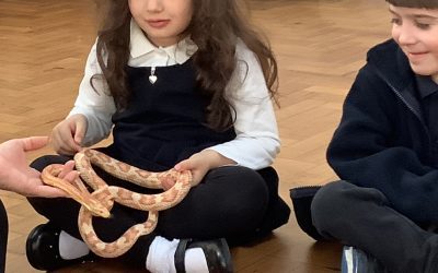 Animal Encounter