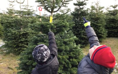 Our School Christmas Tree